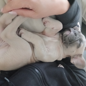 Leah, de Franse Bulldog