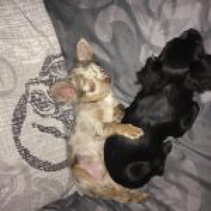 Lee Mey, de Chihuahua