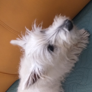 Leisje, de West Highland White Terriër (Westie)