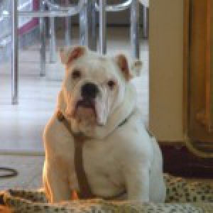 L&eacute;on, le Bouledogue Anglais