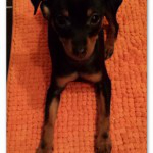 Lila, le Pincer Nain