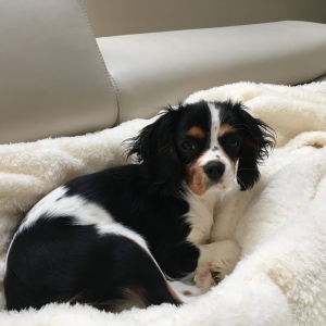 Lilly, de Cavalier King Charles Spani&euml;l