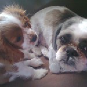 Lily, de Cavalier King Charles Spani&euml;l