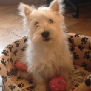 Lily, le Westy