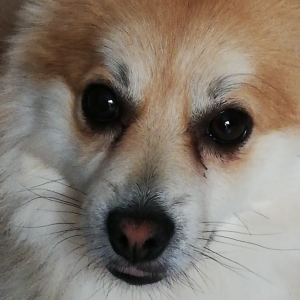 LINO, de Dwergkees / Keeshond / Pomeriaan