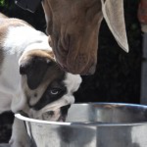 Loebas, de Engelse Bulldog