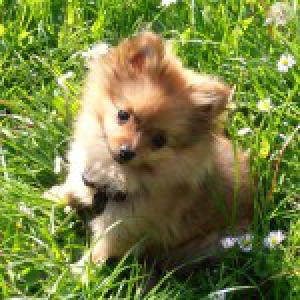 Lolly, notre Spitz Nain