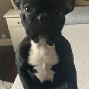 Louis, de Franse Bulldog