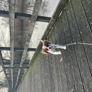 Loulou, de Cavalier King Charles Spani&euml;l