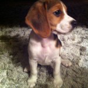 Lousy, de Beagle