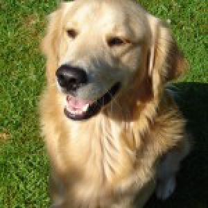 Lowietje, de Golden Retriever