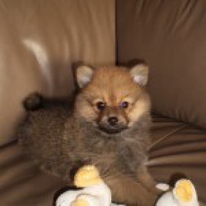 Lowietje en Pojke, de keeshondjes