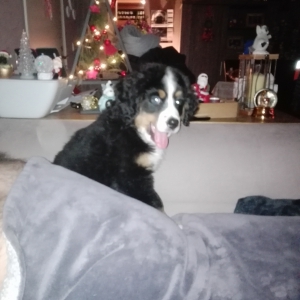 Luna, de Berner Sennen