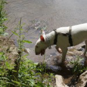 Luna, le Bull Terrier