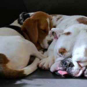 Lylie, notre Beagle