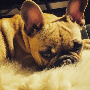Madock, le Bouledogue Fran&ccedil;ais