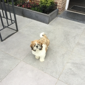 Magie, de Shih Tzu