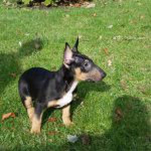 Malcko, le Bull Terrier