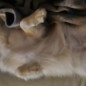 Marico, de Dwergkees / Keeshond / Pomeriaan