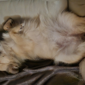 Marico, de Dwergkees / Keeshond / Pomeriaan