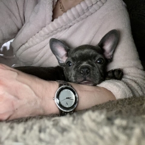 Marie, de Franse Bulldog