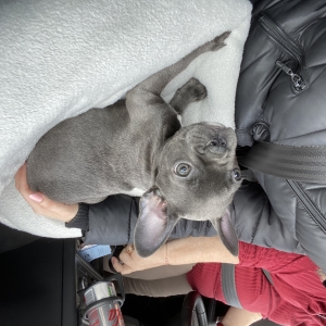 Marie, de Franse Bulldog