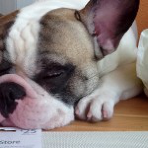 Marley, de Franse Bulldog A