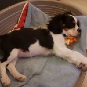 Marlo, le Cavalier King Charles