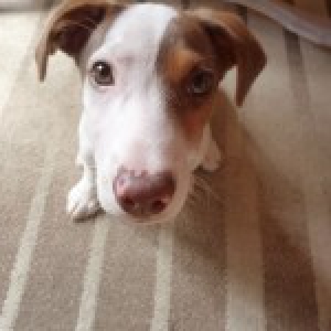 Martin, le Jack Russel