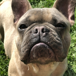 Mats, de Franse Bulldog