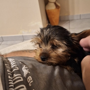 Maurice, de Yorkshire