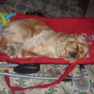 Mauro, de Amerikaanse Cocker