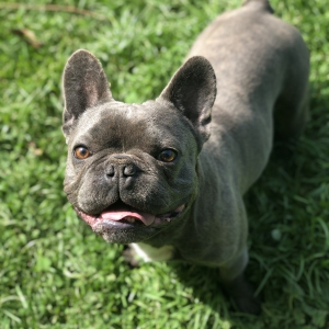 Maus, onze Franse Bulldog