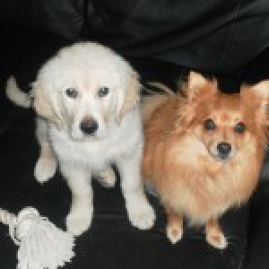 Max, de Golden Retriever A