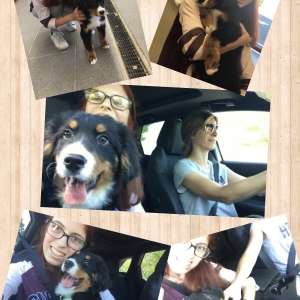 Max, De Super Berner Sennen!