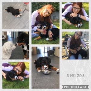 Max, De Super Berner Sennen!