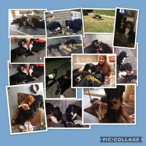 Max, De Super Berner Sennen!