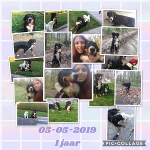 Max, De Super Berner Sennen!