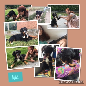 Max, De Super Berner Sennen!