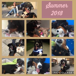 Max, De Super Berner Sennen!