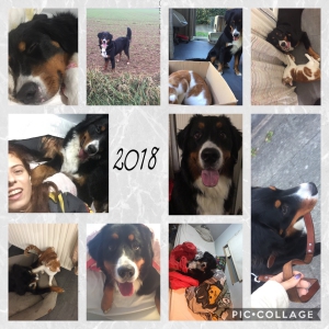 Max, De Super Berner Sennen!