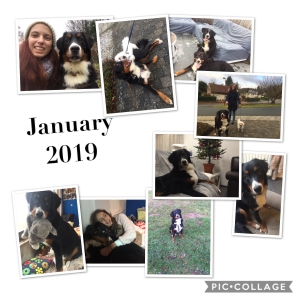 Max, De Super Berner Sennen!