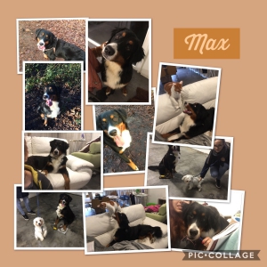 Max, De Super Berner Sennen!