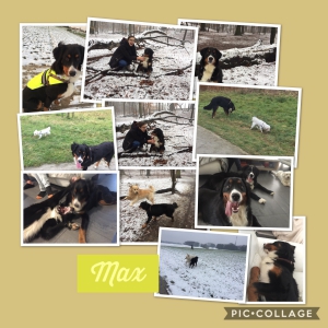 Max, De Super Berner Sennen!