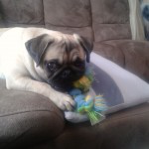 Maxie, de Mops