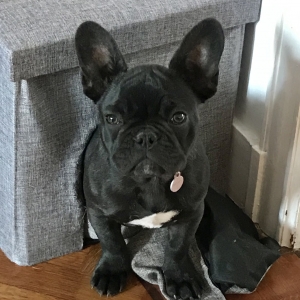 Maya, de Bouledogue Fran&ccedil;ais