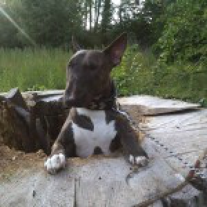 Maya, le Bull Terrier