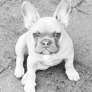 Mia, de Franse Bulldog