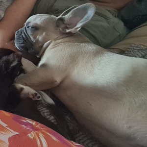 Mia, de Franse Bulldog