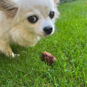 Mientje, de Chihuahua